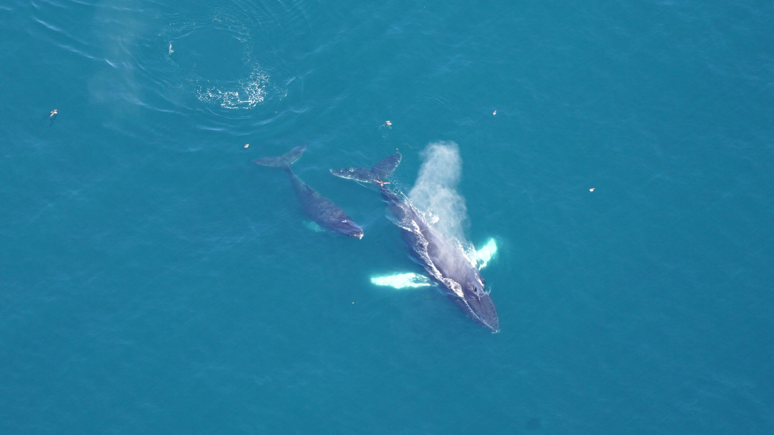 Humpback with calf