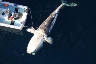 Deceased right whale floating near the stern of a boat