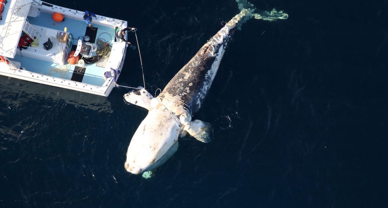 Deceased right whale floating near the stern of a boat