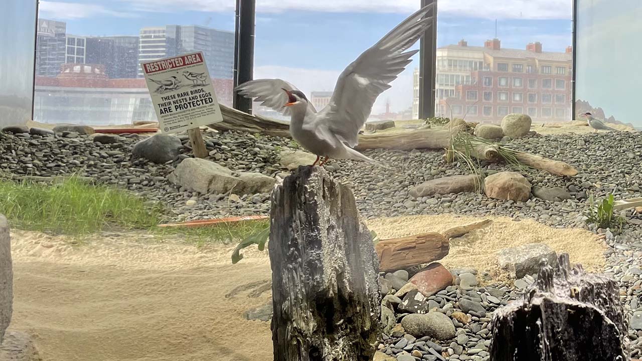 Ike the common tern in the Shorebirds exhibit