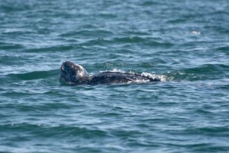 head of a leatherback turtle emerges from the water