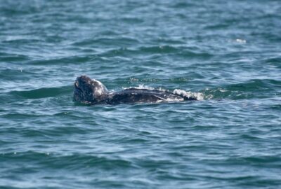 head of a leatherback turtle emerges from the water