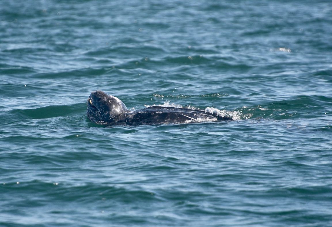 head of a leatherback turtle emerges from the water