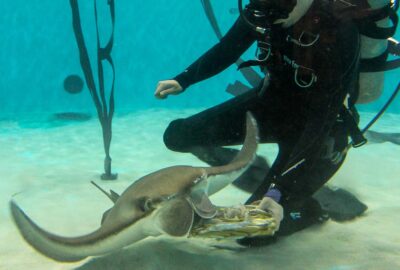 Mystic, a retired cownose stingray, receiving her birthday 