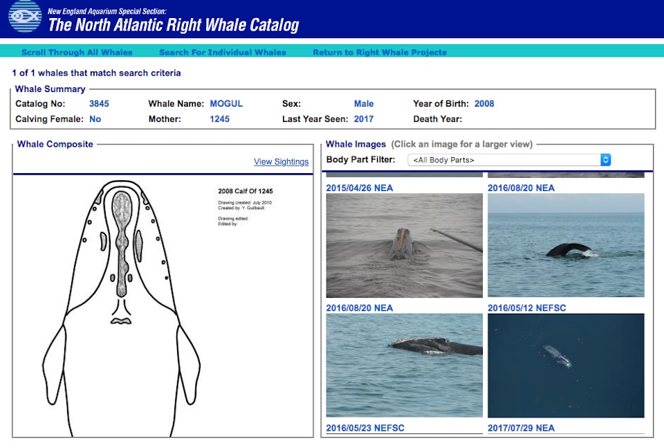 Chart of whale specifics and information