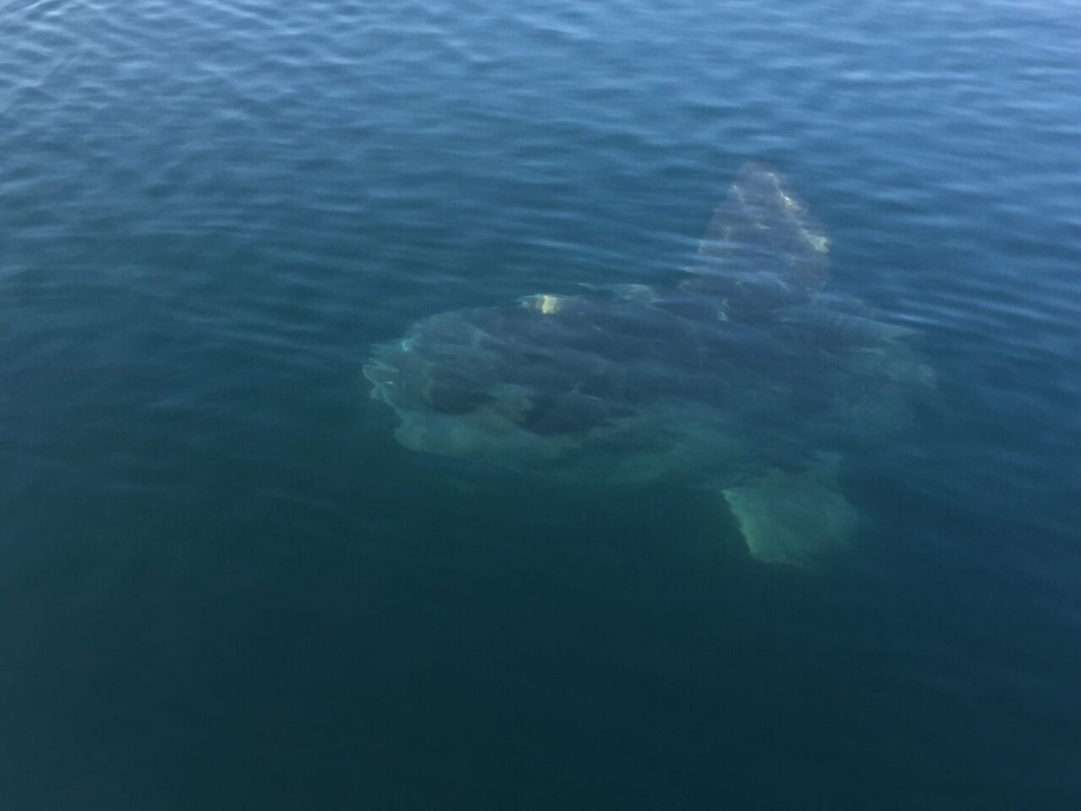 Sunfish under water