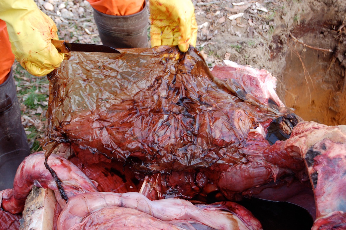 two hands holding a plastic bag above the exposed insides of a sea turtle