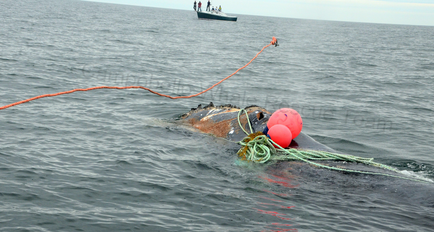 Line of orange rope stretched out above the head of a whale in open water