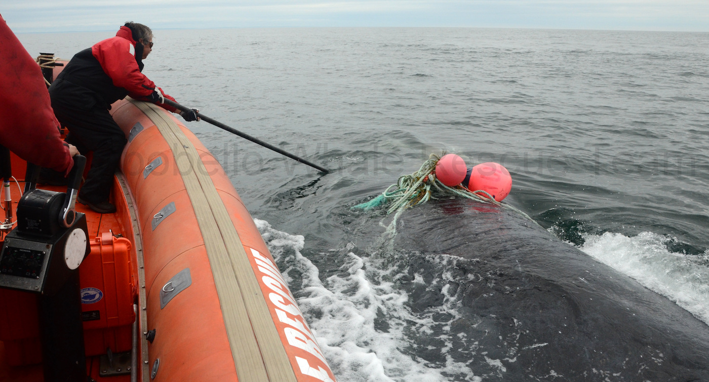 Man on an orange boat reaches a pole out towards the back of a whale