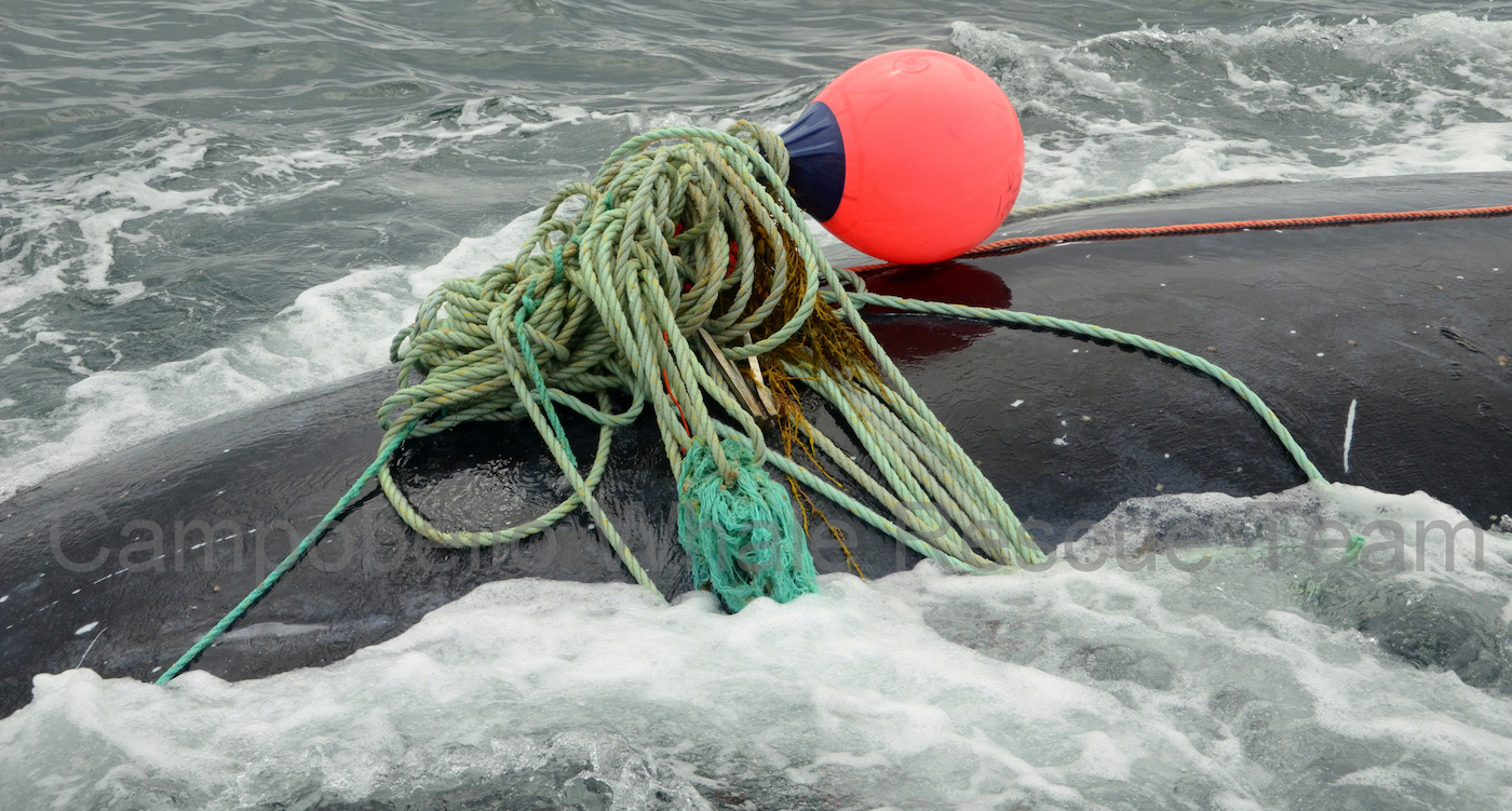 Large bundle of rope sitting on the back of a whale