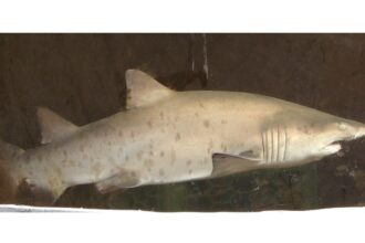 Sand Tiger Shark