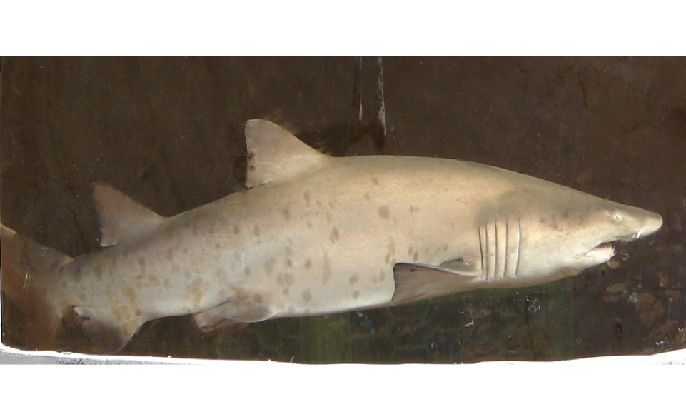 Sand Tiger Shark