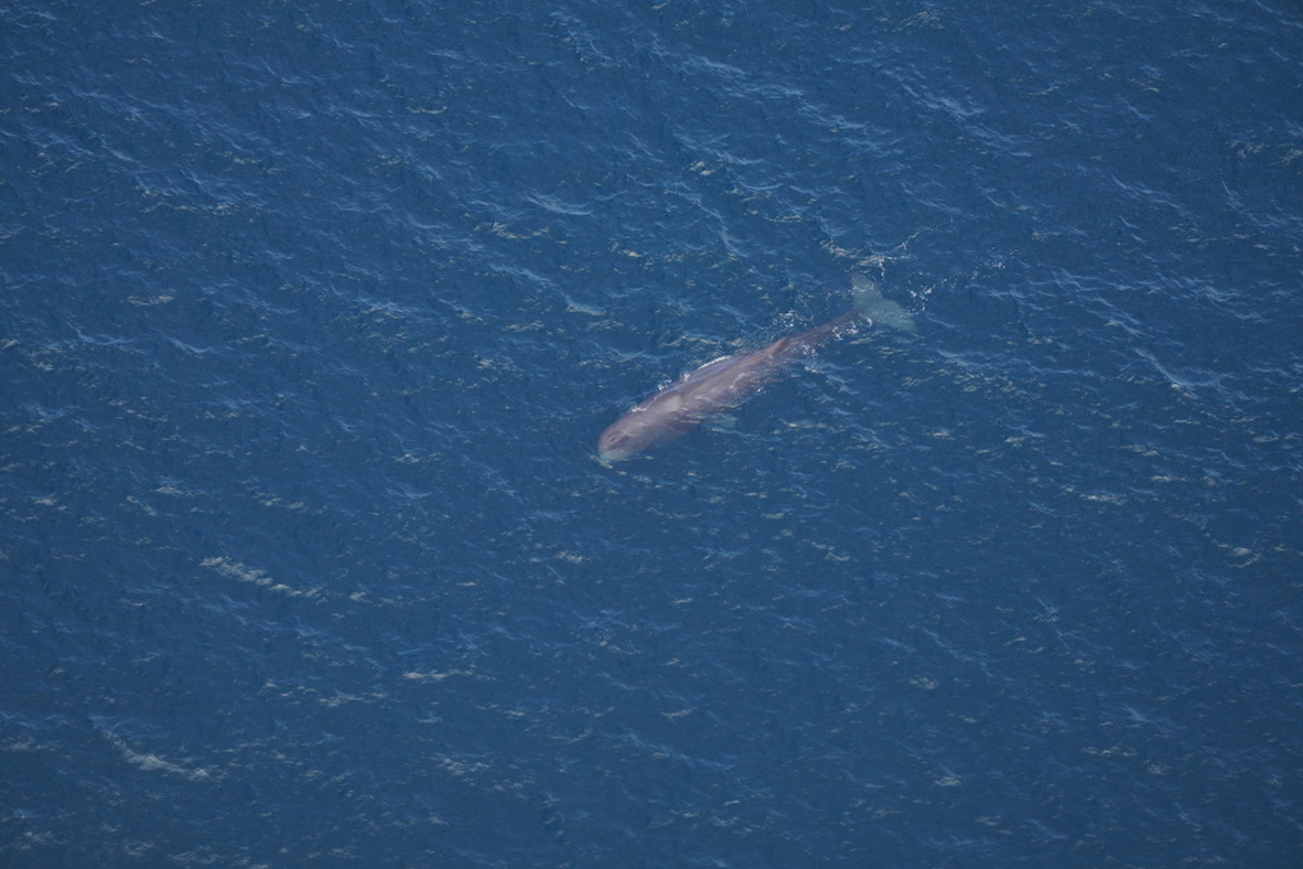 sperm whale