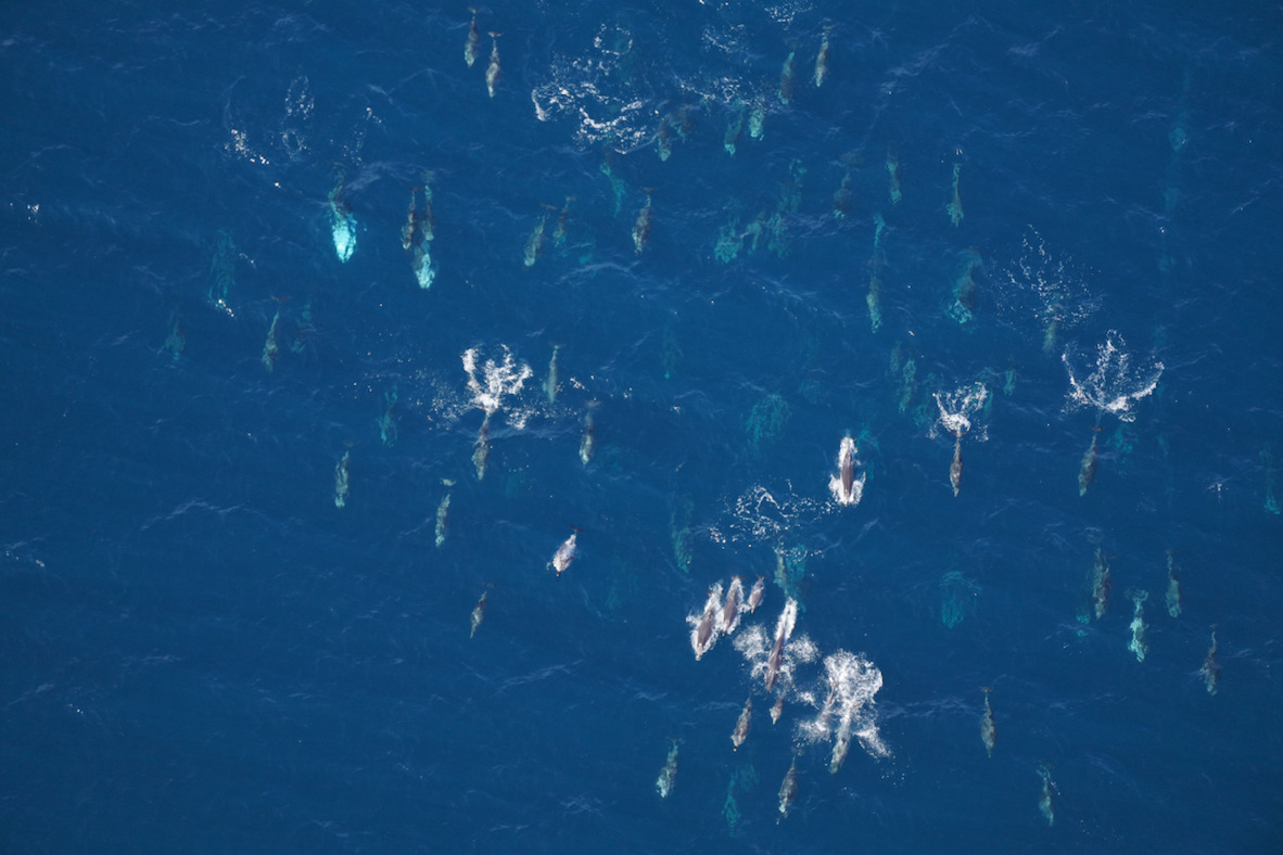 Several dolphins in open water