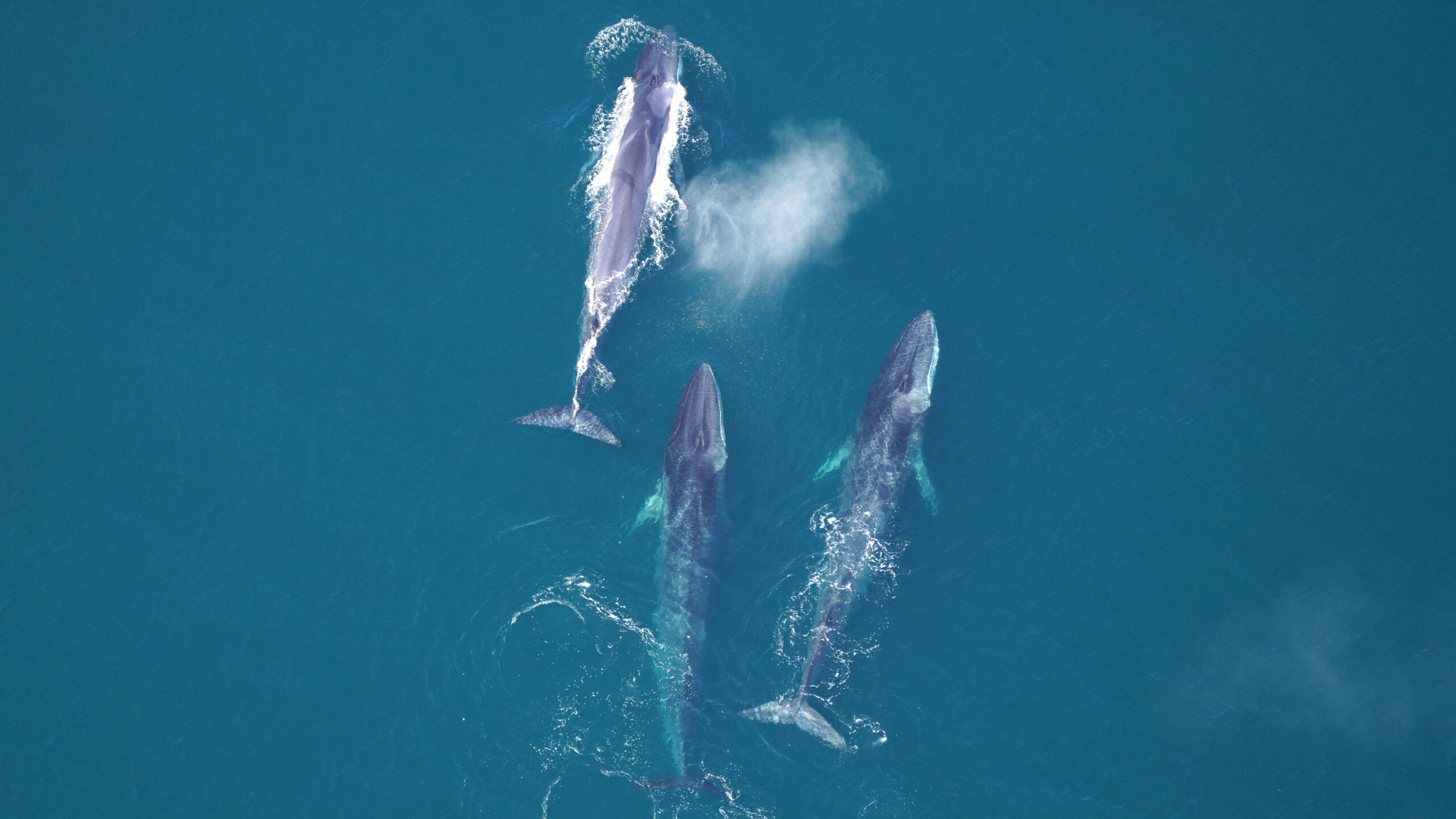 Three fin whales swimming