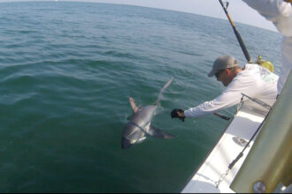 man leaning over side of a boat, reaching towards a shark