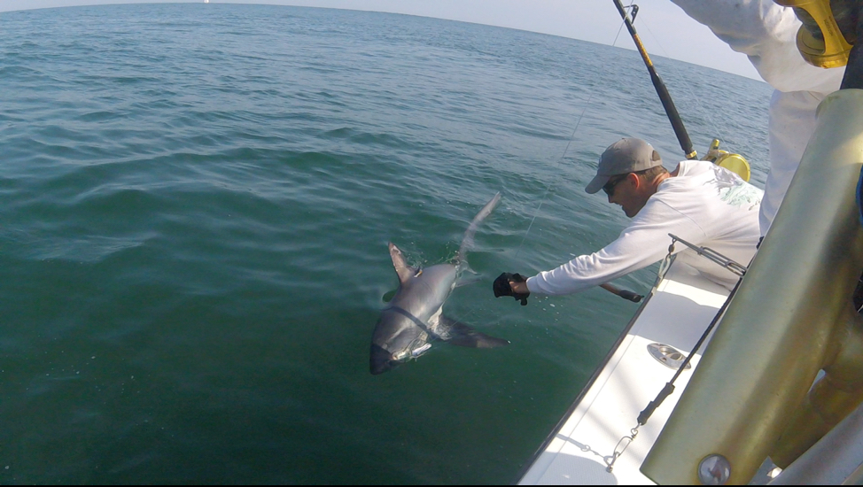 man leaning over side of a boat, reaching towards a shark