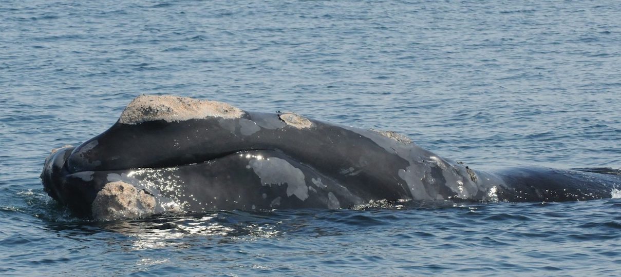 right whale surfacing