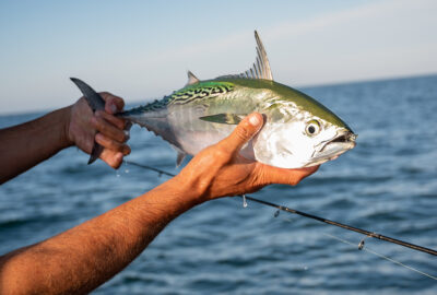 FS1337: Increasing the Catch-and-Release Survival of Black Sea Bass Through  Swim Bladder Venting (Rutgers NJAES)