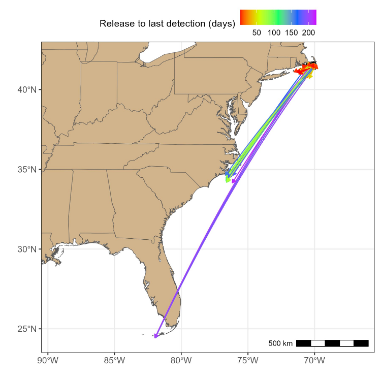 Straight-line paths taken by false albacore from initial tagging location in Nantucket Sound in fall 2022 to the location of last detection. Paths are color-coded by the number of days elapsed between tagging and last detection.