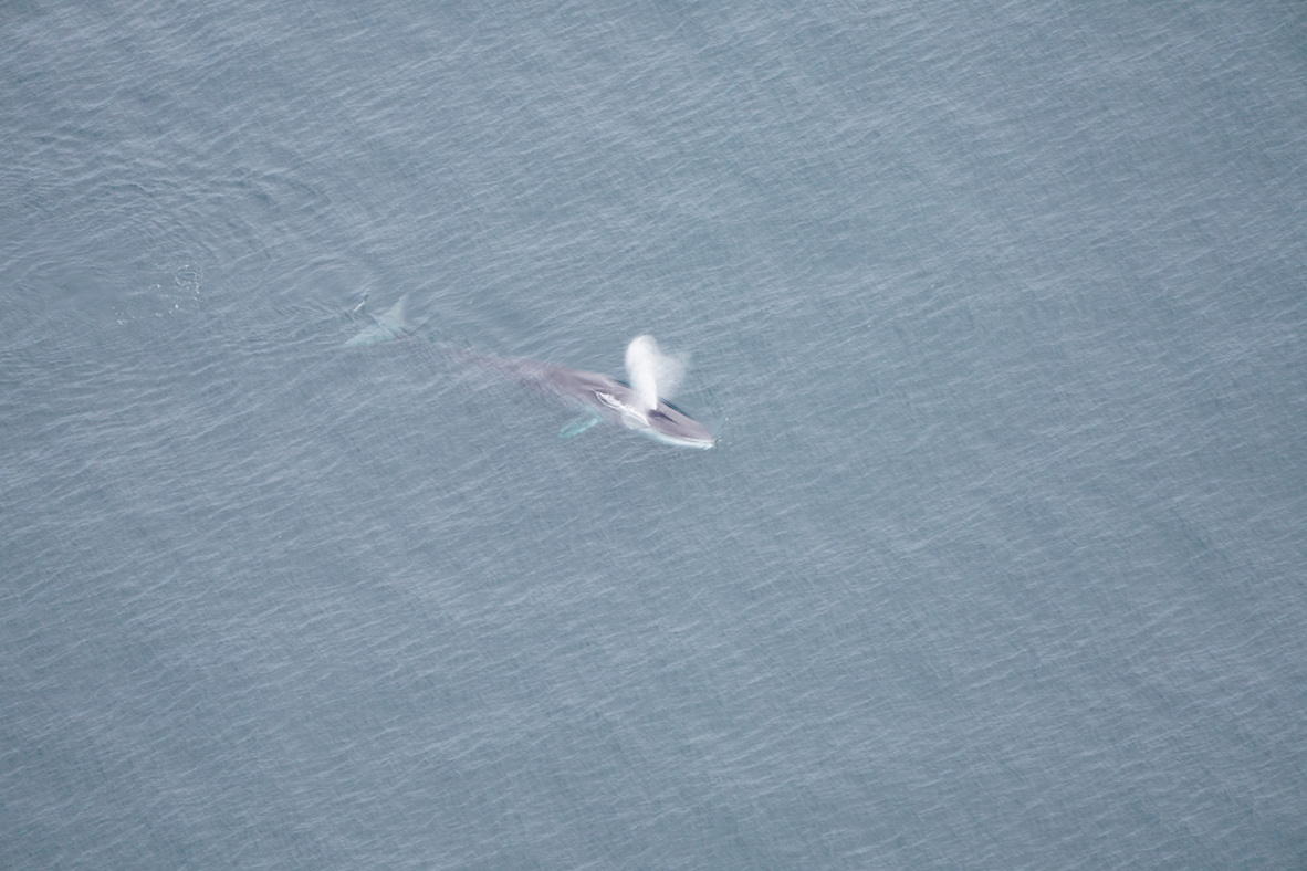 A fin whale spotted swimming at the surface, with a series of propeller marks in the middle of its back