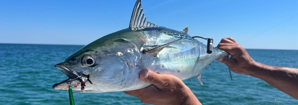 Tagging False Albacore in Nantucket Sound - New England Aquarium