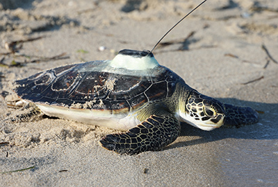 Green sea turtle