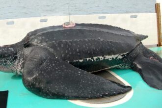 Leatherback sea turtle on the deck of a boat