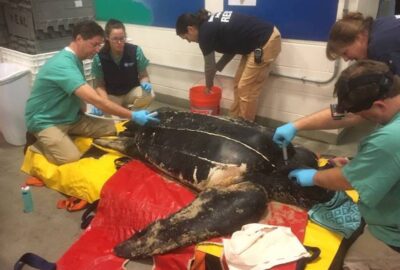 leatherback sea turtle in an exam room surrounded by five people