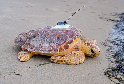 loggerhead turtle