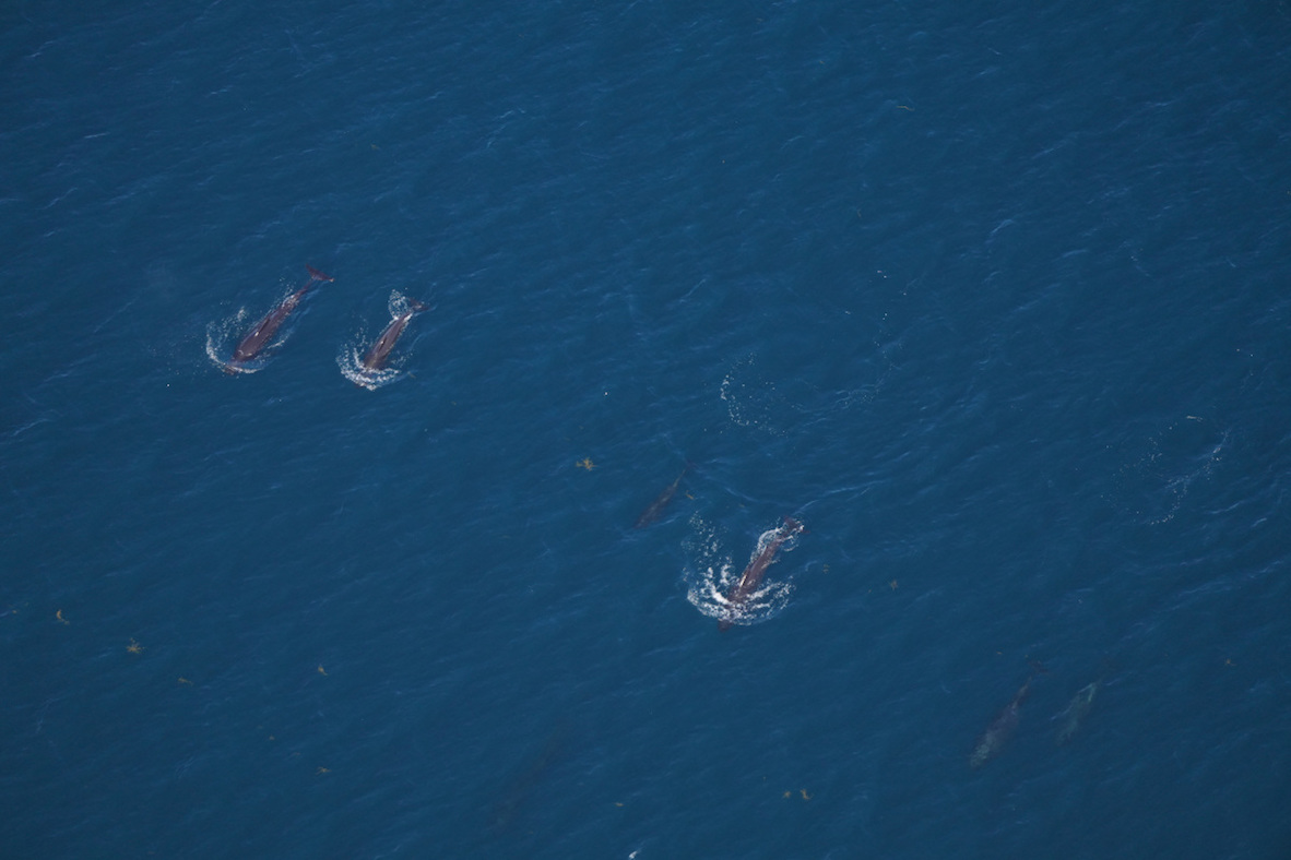 three pilot whales