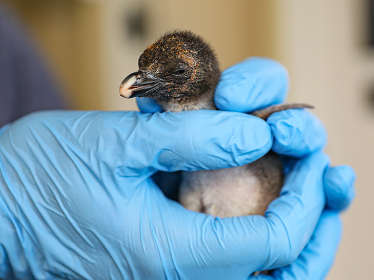 Newly hatched rockhopper penguin chick.