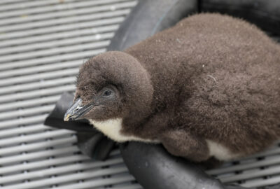 Penguin Awareness Day: Meet Some Penguins - New England Aquarium