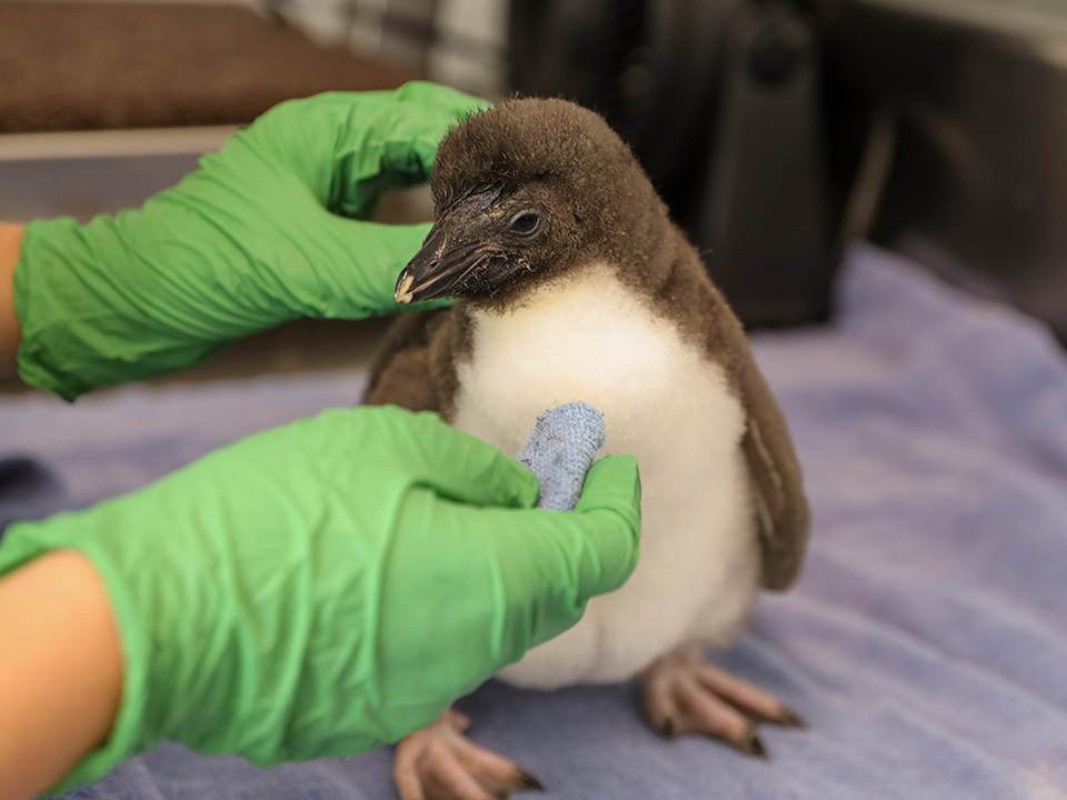 Rockhopper penguin chick receives care during a feeding.