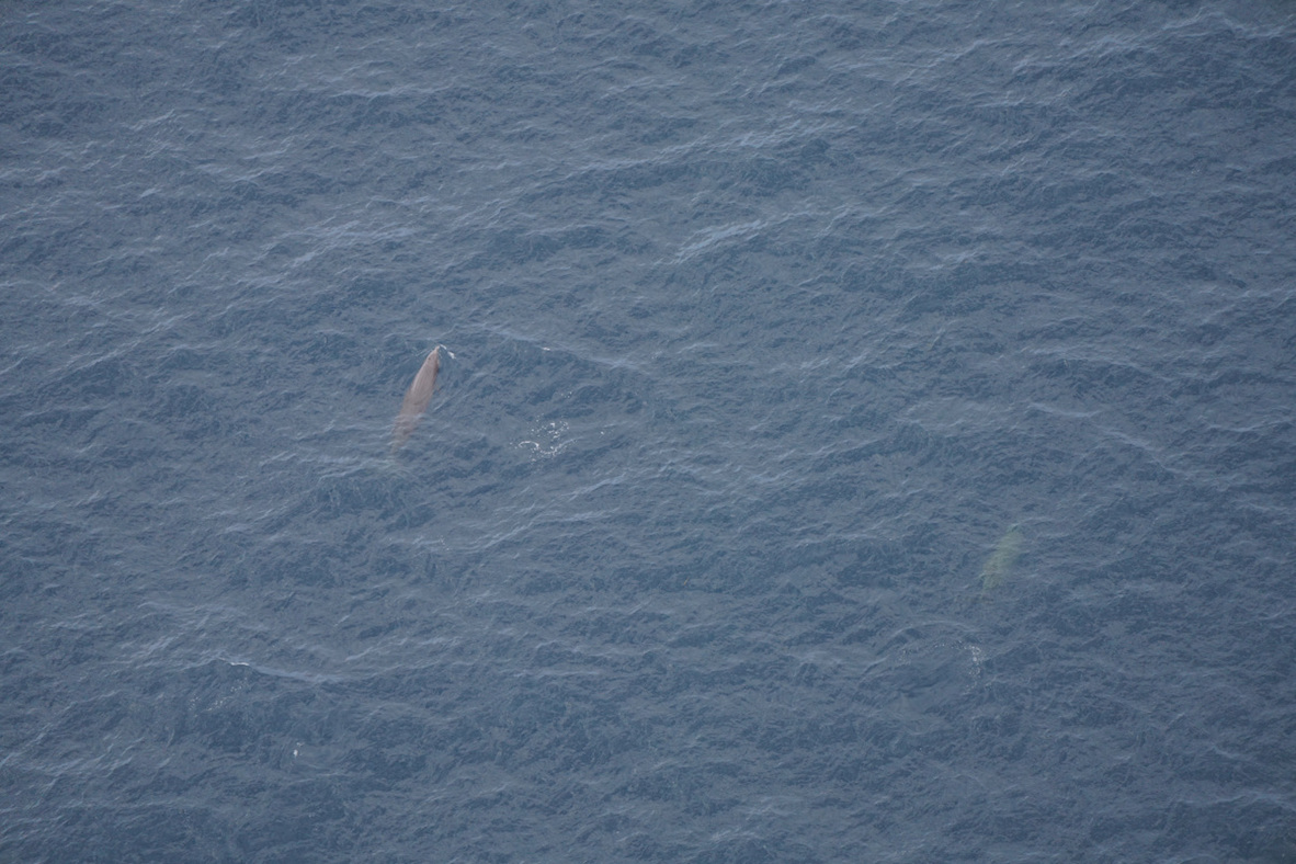 two whales in open water