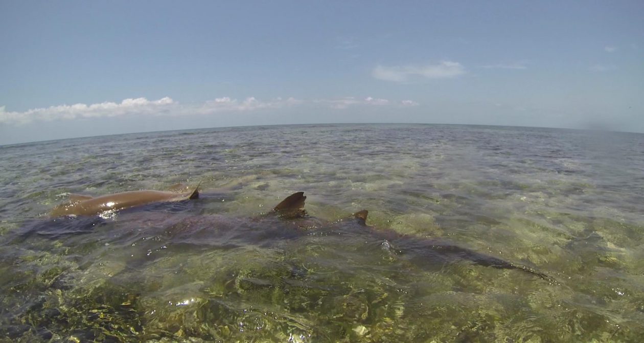 A male nurse shark (center), nicknamed “Thumb” for his unique dorsal fin shape, pursues a female shark in the shallows. One of our longest-known sharks, Thumb has been observed at this site in 16 separate mating seasons over a 28 year period.