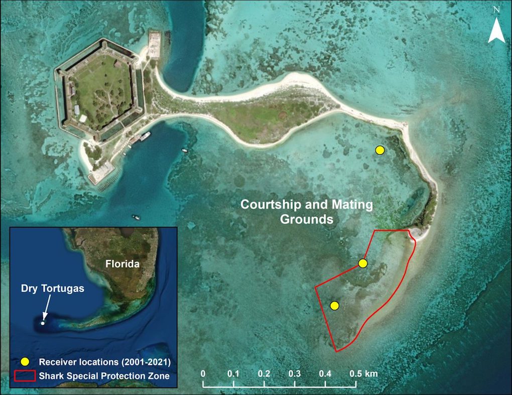 This satellite image of the Dry Tortugas shows their location relative to the Florida peninsula and the location of the shark courtship and mating grounds. The hexagonal structure in the upper left is Fort Jefferson, a civil war-era brick fort and the only habitable structure in Dry Tortugas National Park. The yellow circles represent tag receiver locations.
