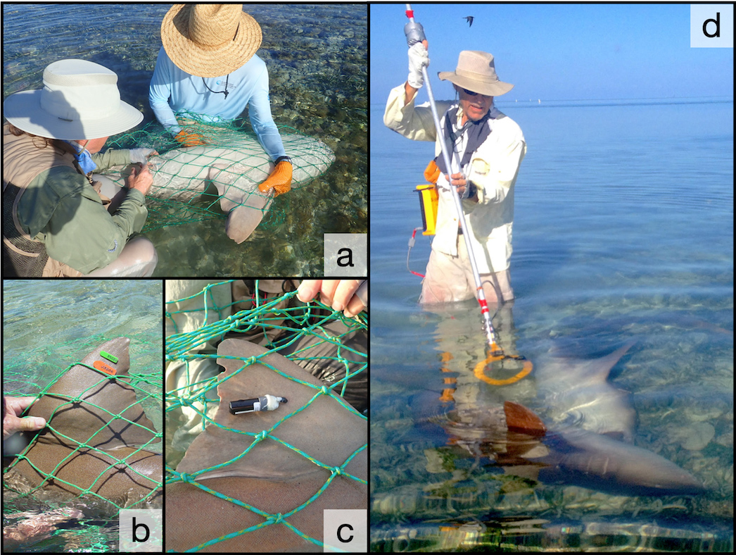 Nurse sharks are captured in nets and (a) held in the shallows where we can attach (b) fin-mounted rototags, (c) acoustic transmitters, and (a) hold animals in tonic immobility for surgical implantation of transmitters. Because the sharks mate in clear, shallow waters they can (d) be approached and scanned with a submersible PIT tag reader (yellow ring) to obtain shark IDs.