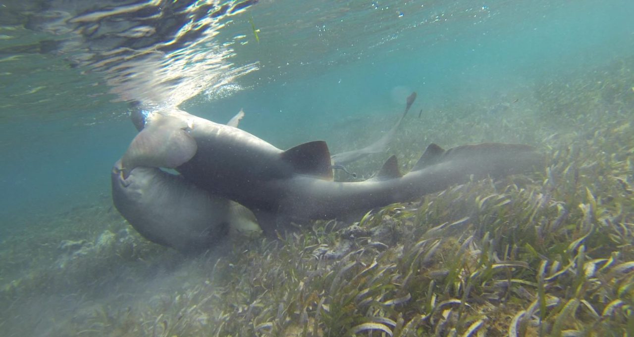 A male nurse shark (left) attempts to mate with a female nurse shark (right) by grasping her pectoral fin in the shallow waters of the Dry Tortugas courtship and mating ground