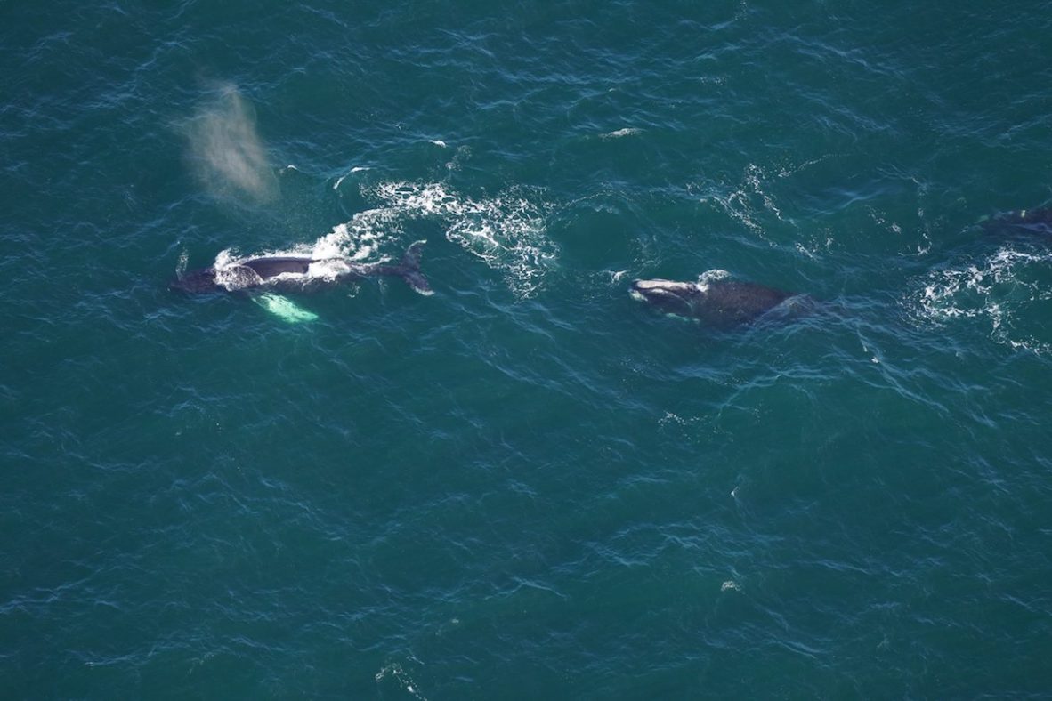 Right whale Catalog #3832 and a humpback whale spotted in close proximity in Nantucket Shoals