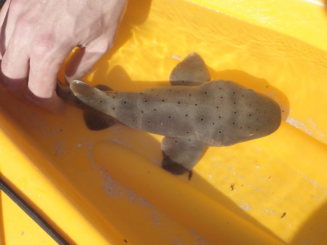 Young-of-the-year nurse shark (they have black spots for their first year to help them camouflage from predators) found on the site. We suspect that many of the sharks that use the site as adults were born and spent the first several years of their lives here before taking up larger migratory movements.