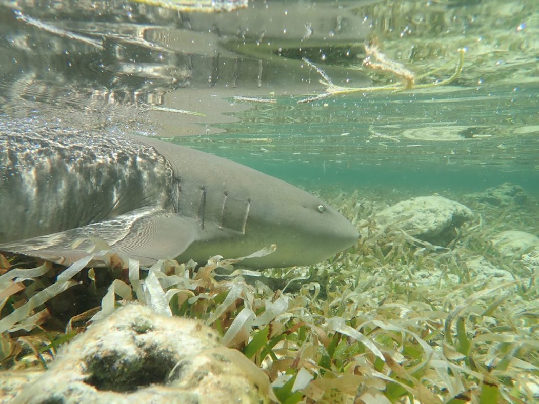 A female nurse shark swims through the shallows in the Dry Tortugas courtship and mating ground