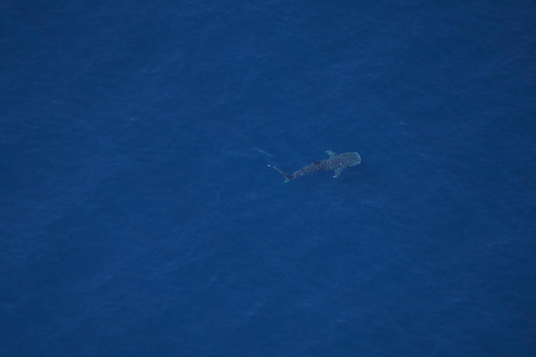 Whale Shark