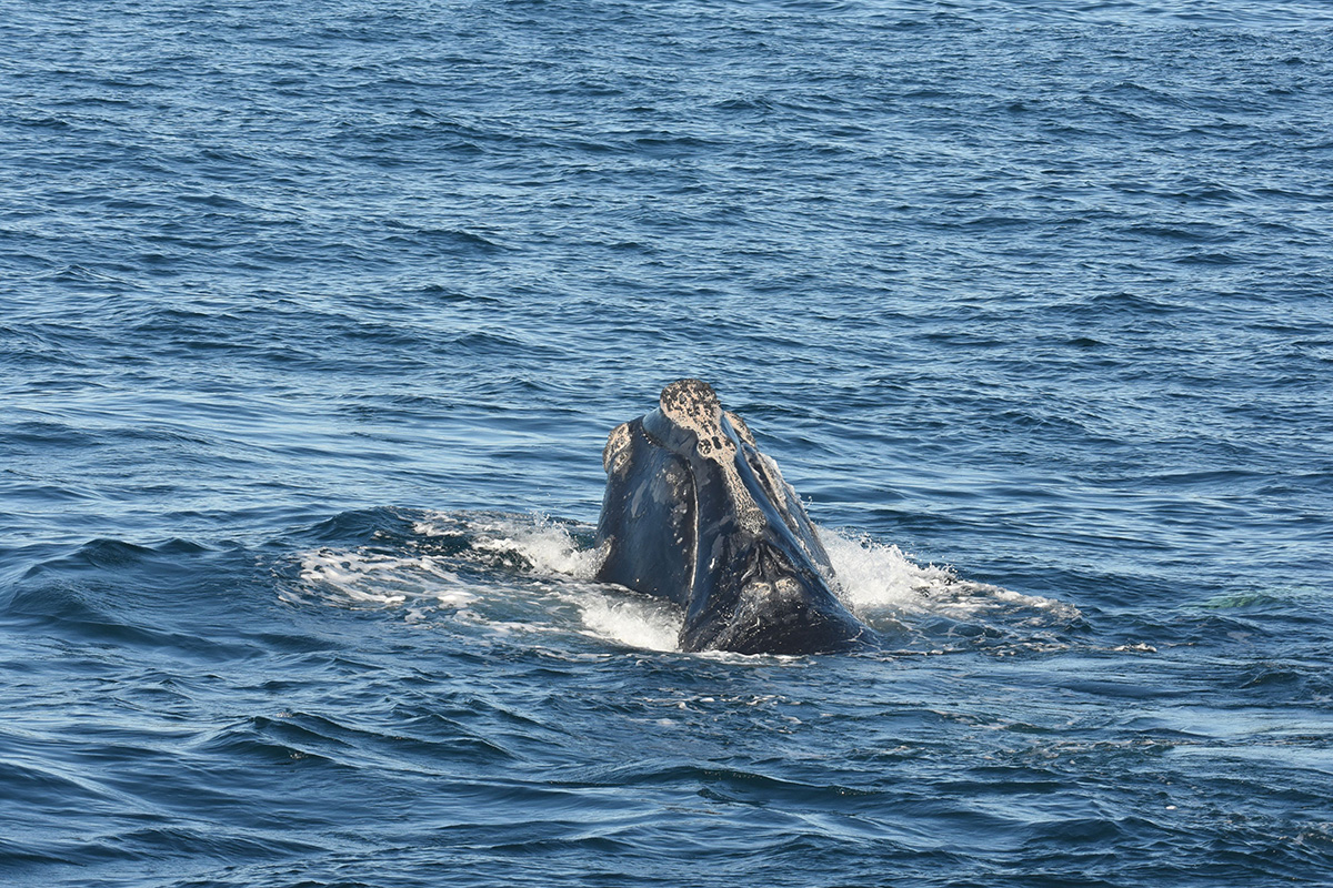 right whale