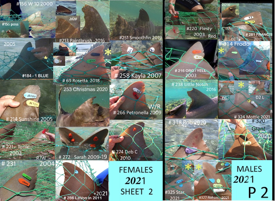 Collage of unique roto-tag combinations and fin patterns that we use to identify nurse sharks on the courtship and mating grounds. Females are tagged on the first dorsal fin whereas males are usually tagged on the second dorsal fin.