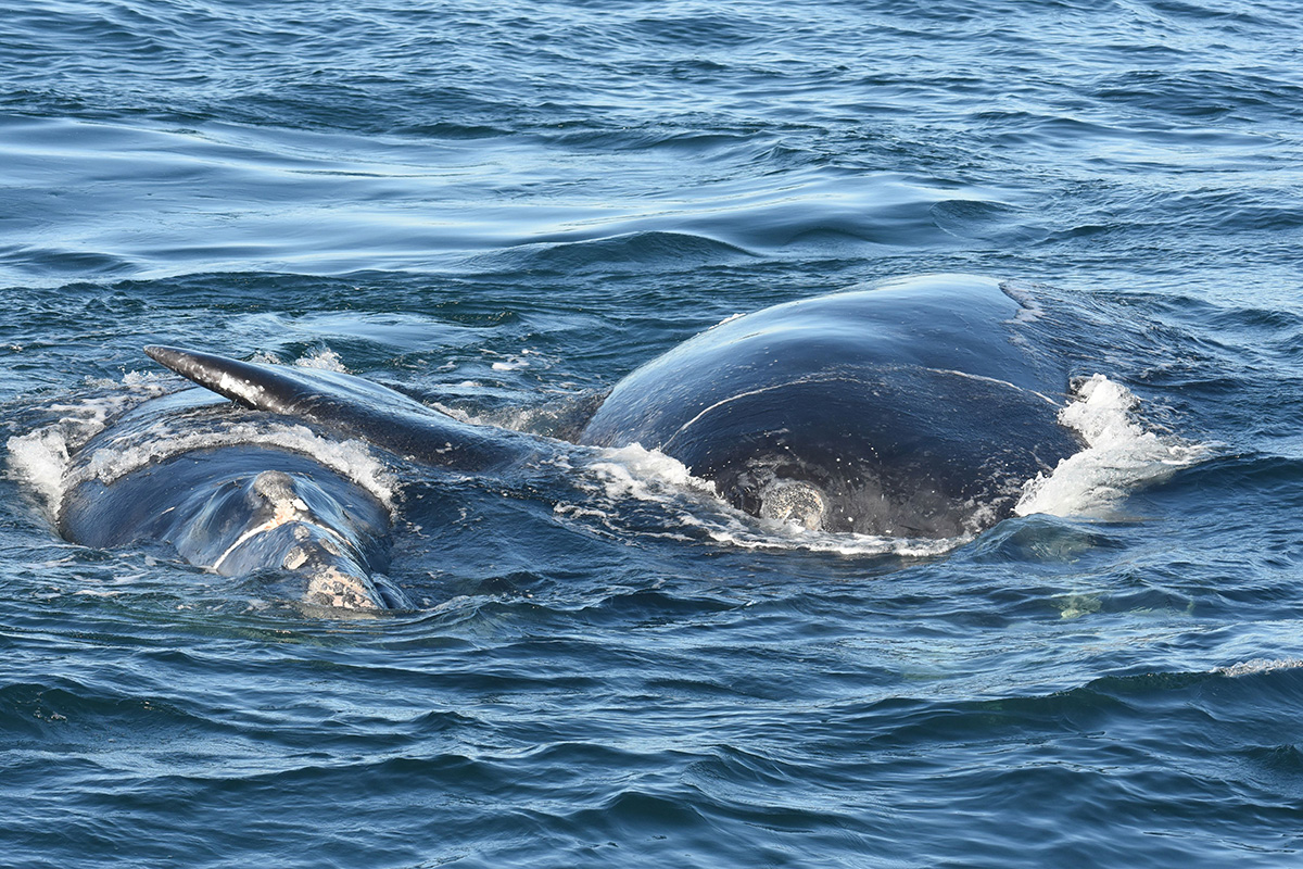 two right whales