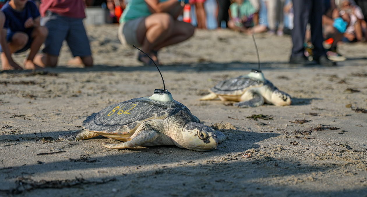 Tagged turtles being released back to the ocean