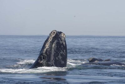 As Population Estimates Indicate Slowing Decline, Scientists Highlight Ongoing Threats to Right Whales