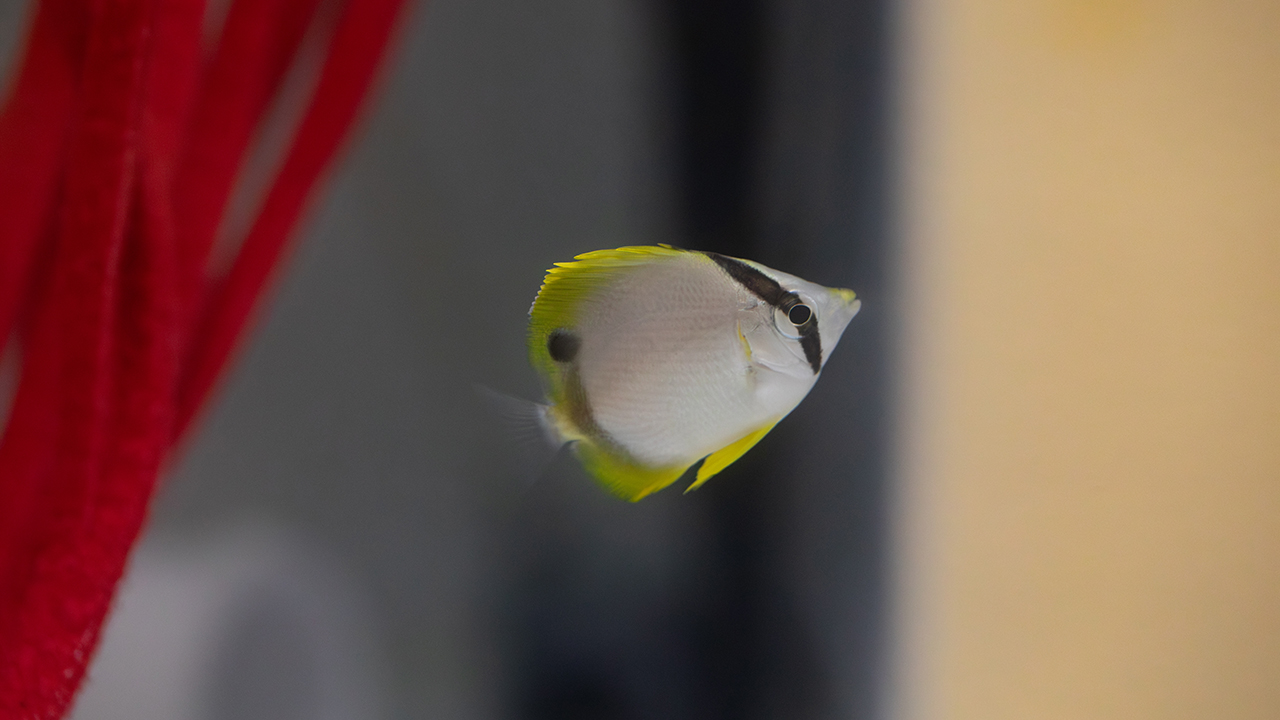A spotfin butterfly fish collected in 2025