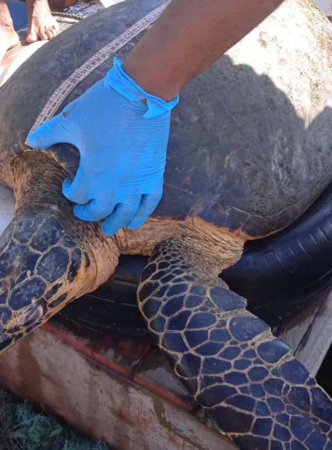 A hawksbill sea turtle being measured